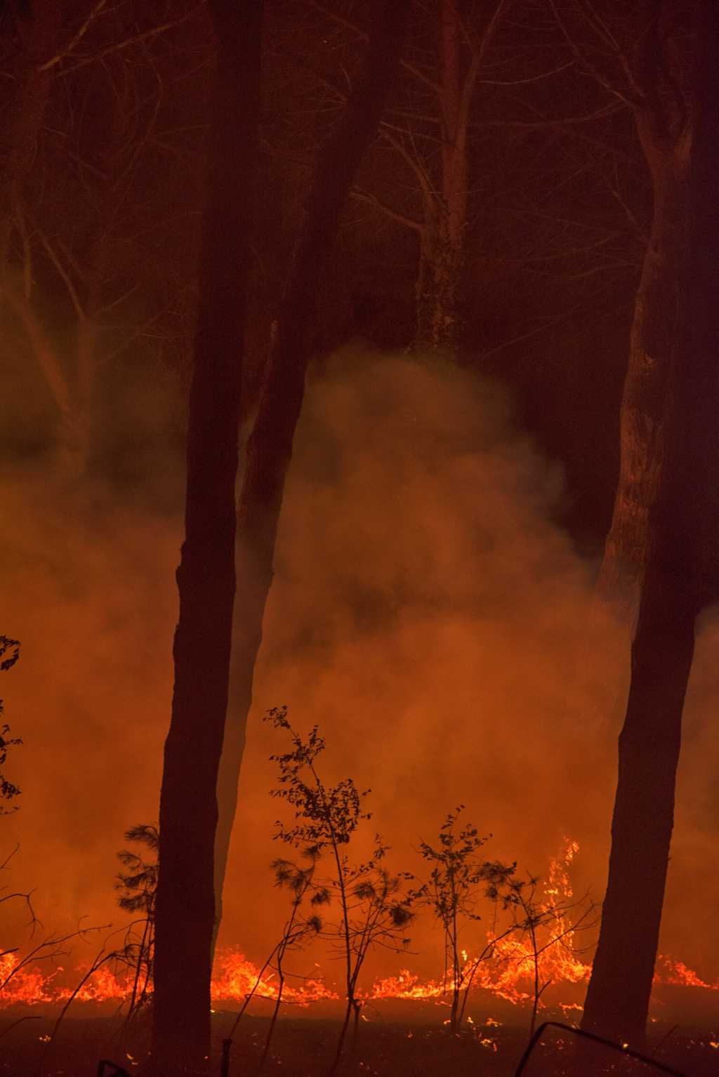 Incendio nella pineta delle Acque Rosse